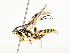  ( - CBG-A54419-B12)  @11 [ ] CreativeCommons - Attribution Share - Alike (2024) CBG Photography Group Centre for Biodiversity Genomics