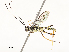  ( - CBG-A54442-D03)  @11 [ ] CreativeCommons - Attribution Share - Alike (2024) CBG Photography Group Centre for Biodiversity Genomics