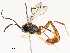  (Charops GauldADHJ06 - CBG-A54442-E01)  @11 [ ] CreativeCommons - Attribution Share - Alike (2024) CBG Photography Group Centre for Biodiversity Genomics