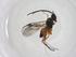  (Promicrogaster monteverdensis - CBG-A54554-A10)  @11 [ ] CreativeCommons - Attribution Share - Alike (2024) Centre for Biodiversity Genomics Centre for Biodiversity Genomics