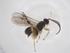  (Glyptapanteles Malaise8826 - CBG-A54574-F05)  @11 [ ] CreativeCommons - Attribution Share - Alike (2024) Centre for Biodiversity Genomics Centre for Biodiversity Genomics
