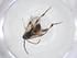  (Diolcogaster Choi52 - CBG-A54575-G10)  @11 [ ] CreativeCommons - Attribution Share - Alike (2024) Centre for Biodiversity Genomics Centre for Biodiversity Genomics