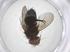  (Actia Janzen03 - CBG-A55332-H01)  @11 [ ] CreativeCommons - Attribution Share - Alike (2024) Centre for Biodiversity Genomics Centre for Biodiversity Genomics