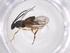  (Promicrogaster tracyvindasae - CBG-A56290-H07)  @11 [ ] CreativeCommons - Attribution Share - Alike (2024) Centre for Biodiversity Genomics Centre for Biodiversity Genomics