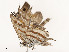  ( - CBG-A53604-G09)  @11 [ ] CreativeCommons - Attribution Share - Alike (2024) CBG Photography Group Centre for Biodiversity Genomics