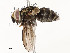  ( - CBG-A53604-H03)  @11 [ ] CreativeCommons - Attribution Share - Alike (2024) CBG Photography Group Centre for Biodiversity Genomics