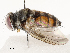 ( - CBG-A54420-B02)  @11 [ ] CreativeCommons - Attribution Share - Alike (2024) CBG Photography Group Centre for Biodiversity Genomics
