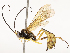  (Dusona INB-608 - CBG-A54420-E02)  @11 [ ] CreativeCommons - Attribution Share - Alike (2024) CBG Photography Group Centre for Biodiversity Genomics