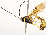  (Dusona Malaise6378 - CBG-A54420-E11)  @11 [ ] CreativeCommons - Attribution Share - Alike (2024) CBG Photography Group Centre for Biodiversity Genomics