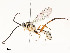  ( - CBG-A54443-F12)  @11 [ ] CreativeCommons - Attribution Share - Alike (2024) CBG Photography Group Centre for Biodiversity Genomics