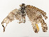  ( - CBG-A54446-A06)  @11 [ ] CreativeCommons - Attribution Share - Alike (2024) CBG Photography Group Centre for Biodiversity Genomics