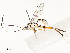  ( - CBG-A54446-G05)  @11 [ ] CreativeCommons - Attribution Share - Alike (2024) CBG Photography Group Centre for Biodiversity Genomics