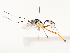 ( - CBG-A54504-B11)  @11 [ ] CreativeCommons - Attribution Share - Alike (2024) CBG Photography Group Centre for Biodiversity Genomics