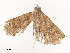  ( - CBG-A54513-B02)  @11 [ ] CreativeCommons - Attribution Share - Alike (2024) CBG Photography Group Centre for Biodiversity Genomics