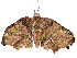  ( - CBG-A54514-A04)  @11 [ ] CreativeCommons - Attribution Share - Alike (2024) CBG Photography Group Centre for Biodiversity Genomics