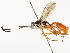  ( - CBG-A54514-C09)  @11 [ ] CreativeCommons - Attribution Share - Alike (2024) CBG Photography Group Centre for Biodiversity Genomics