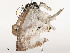  ( - CBG-A54515-A02)  @11 [ ] CreativeCommons - Attribution Share - Alike (2024) CBG Photography Group Centre for Biodiversity Genomics