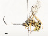  ( - CBG-A54515-B01)  @11 [ ] CreativeCommons - Attribution Share - Alike (2024) CBG Photography Group Centre for Biodiversity Genomics