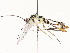  ( - CBG-A54515-C08)  @11 [ ] CreativeCommons - Attribution Share - Alike (2024) CBG Photography Group Centre for Biodiversity Genomics