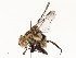  ( - CBG-A54515-F03)  @11 [ ] CreativeCommons - Attribution Share - Alike (2024) CBG Photography Group Centre for Biodiversity Genomics