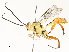  ( - CBG-A54516-H08)  @11 [ ] CreativeCommons - Attribution Share - Alike (2024) CBG Photography Group Centre for Biodiversity Genomics