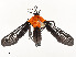 ( - CBG-A54517-B08)  @11 [ ] CreativeCommons - Attribution Share - Alike (2024) CBG Photography Group Centre for Biodiversity Genomics