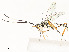  ( - CBG-A54517-G02)  @11 [ ] CreativeCommons - Attribution Share - Alike (2024) CBG Photography Group Centre for Biodiversity Genomics