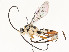  ( - CBG-A54517-G03)  @11 [ ] CreativeCommons - Attribution Share - Alike (2024) CBG Photography Group Centre for Biodiversity Genomics