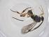 (Diolcogaster Choi80 - CBG-A56860-F09)  @11 [ ] CreativeCommons - Attribution Share - Alike (2024) Centre for Biodiversity Genomics Centre for Biodiversity Genomics