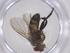  (Actia Janzen45 - CBG-A58074-E04)  @11 [ ] CreativeCommons - Attribution Share - Alike (2024) Centre for Biodiversity Genomics Centre for Biodiversity Genomics