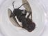  (Lixophaga Janzen5458 - CBG-A58346-C11)  @11 [ ] CreativeCommons - Attribution Share - Alike (2024) Centre for Biodiversity Genomics Centre for Biodiversity Genomics