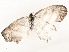  ( - CBG-A58577-C11)  @11 [ ] CreativeCommons - Attribution Share - Alike (2024) CBG Photography Group Centre for Biodiversity Genomics
