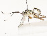  ( - CBG-A58578-E04)  @11 [ ] CreativeCommons - Attribution Share - Alike (2024) CBG Photography Group Centre for Biodiversity Genomics