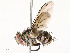  ( - CBG-A58579-C10)  @11 [ ] CreativeCommons - Attribution Share - Alike (2024) CBG Photography Group Centre for Biodiversity Genomics