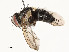  ( - CBG-A58579-D04)  @11 [ ] CreativeCommons - Attribution Share - Alike (2024) CBG Photography Group Centre for Biodiversity Genomics
