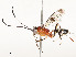  ( - CBG-A58579-G04)  @11 [ ] CreativeCommons - Attribution Share - Alike (2024) CBG Photography Group Centre for Biodiversity Genomics