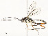 ( - CBG-A58579-G07)  @11 [ ] CreativeCommons - Attribution Share - Alike (2024) CBG Photography Group Centre for Biodiversity Genomics