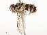  ( - CBG-A58580-D10)  @11 [ ] CreativeCommons - Attribution Share - Alike (2024) CBG Photography Group Centre for Biodiversity Genomics