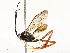  (Cryptophion inaequalipesDHJ02 - CBG-A58580-G08)  @11 [ ] CreativeCommons - Attribution Share - Alike (2024) CBG Photography Group Centre for Biodiversity Genomics