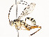  ( - CBG-A58580-H01)  @11 [ ] CreativeCommons - Attribution Share - Alike (2024) CBG Photography Group Centre for Biodiversity Genomics