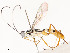  ( - CBG-A58580-H02)  @11 [ ] CreativeCommons - Attribution Share - Alike (2024) CBG Photography Group Centre for Biodiversity Genomics