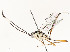  ( - CBG-A58580-H07)  @11 [ ] CreativeCommons - Attribution Share - Alike (2024) CBG Photography Group Centre for Biodiversity Genomics