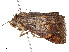  ( - CBG-A58581-B07)  @11 [ ] CreativeCommons - Attribution Share - Alike (2024) CBG Photography Group Centre for Biodiversity Genomics