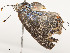  ( - CBG-A58581-B11)  @11 [ ] CreativeCommons - Attribution Share - Alike (2024) CBG Photography Group Centre for Biodiversity Genomics