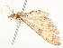  ( - CBG-A58581-C12)  @11 [ ] CreativeCommons - Attribution Share - Alike (2024) CBG Photography Group Centre for Biodiversity Genomics