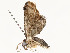  ( - CBG-A58581-D07)  @11 [ ] CreativeCommons - Attribution Share - Alike (2024) CBG Photography Group Centre for Biodiversity Genomics