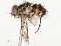  ( - CBG-A58585-A12)  @11 [ ] CreativeCommons - Attribution Share - Alike (2024) CBG Photography Group Centre for Biodiversity Genomics