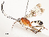  ( - CBG-A58585-E03)  @11 [ ] CreativeCommons - Attribution Share - Alike (2024) CBG Photography Group Centre for Biodiversity Genomics
