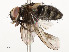  ( - CBG-A58586-A11)  @11 [ ] CreativeCommons - Attribution Share - Alike (2024) CBG Photography Group Centre for Biodiversity Genomics