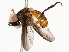  ( - CBG-A58586-G01)  @11 [ ] CreativeCommons - Attribution Share - Alike (2024) CBG Photography Group Centre for Biodiversity Genomics